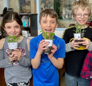 Three early years students with sprouting plants in classroom 