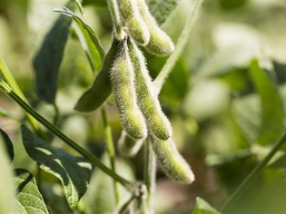 Pulse and Soybean Week is March 4-8