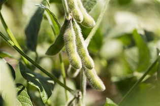 Pulse and Soybean Week is March 4-8