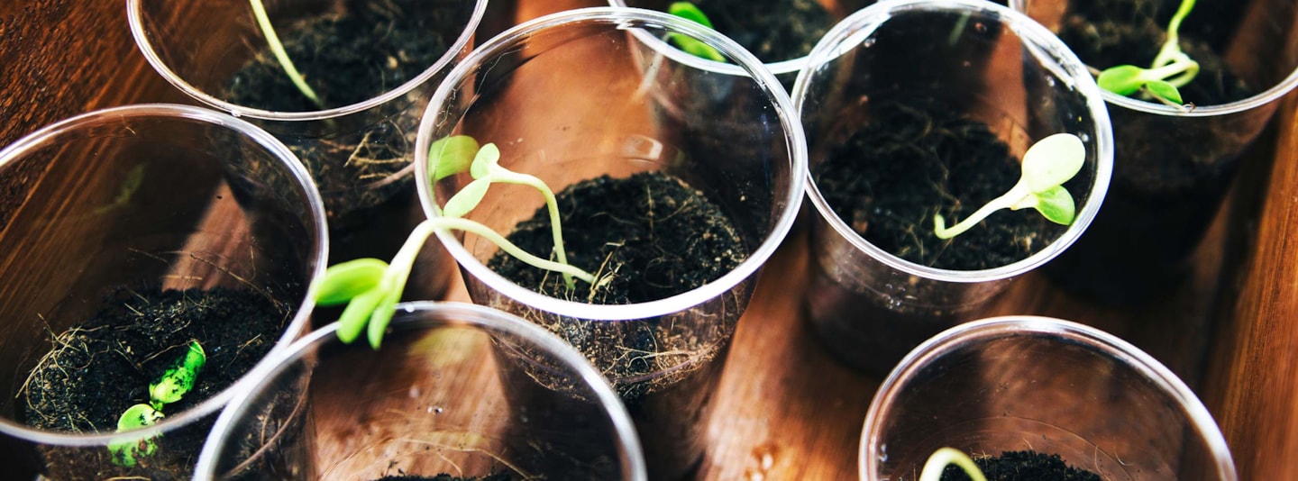 Young sprouts growing in soil in a plastic cup